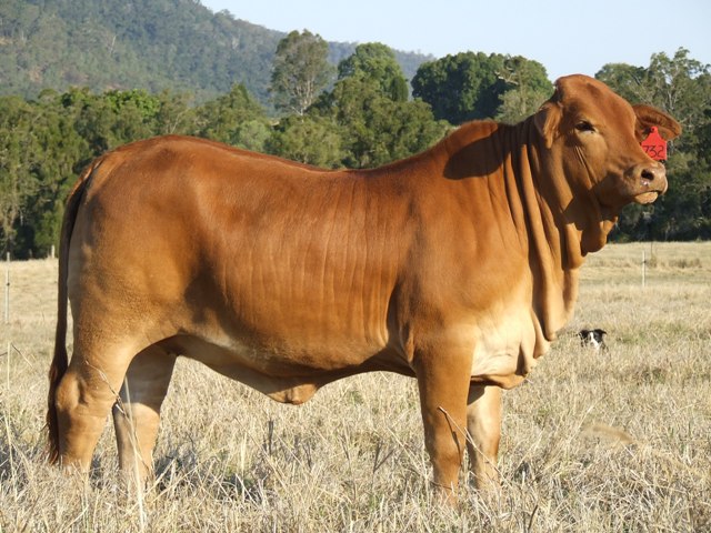 Bryvonlea Valora